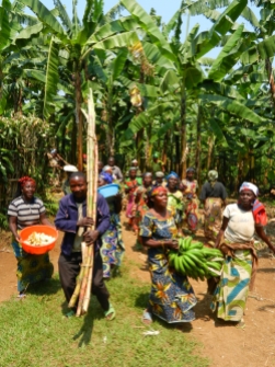 récoltes au Kivu